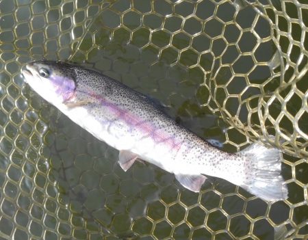 大安トラウトレイク釣果